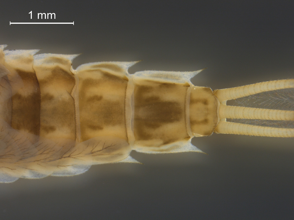 Siphlonurus aestivalis